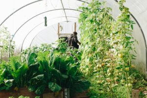 vegetable garden image